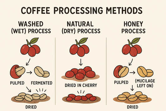 How Coffee Processing Methods Shape the Flavors in Your Cup