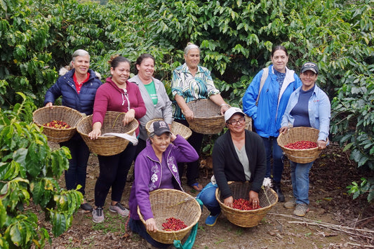 Eight of twelve female coffee producers