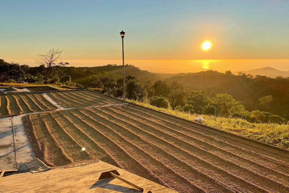 Mexico Peaberry