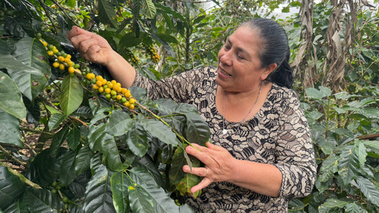 Nicaragua El Diamante, Blanca Nieve