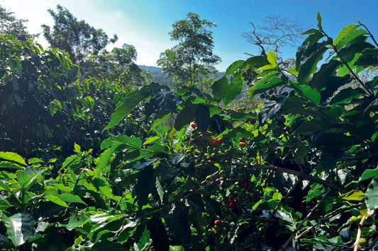 Mexico Rancho Francisco