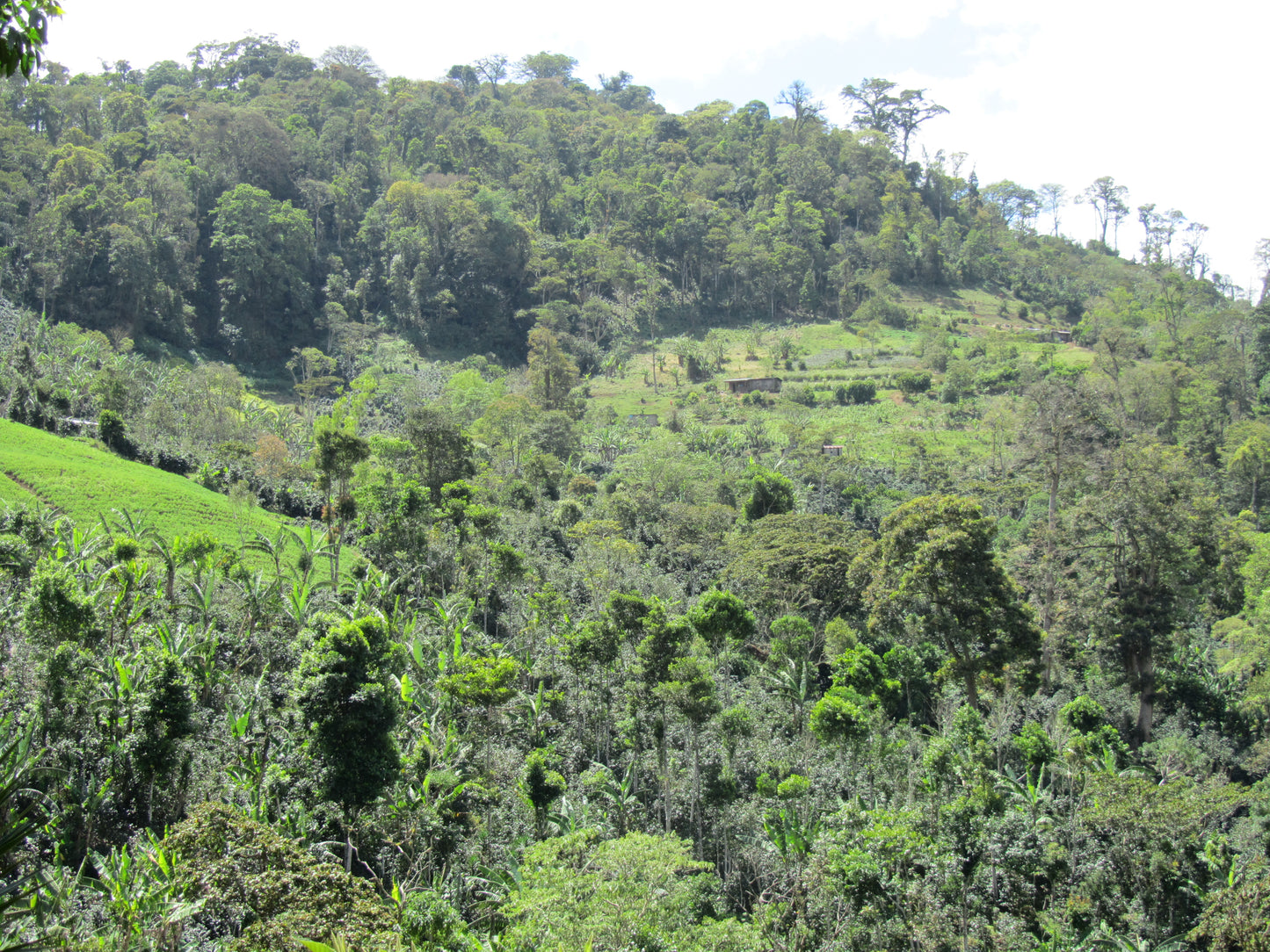 Nicaragua El Diamante, Blanca Nieve
