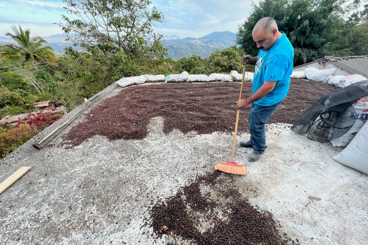 Mexico Peaberry