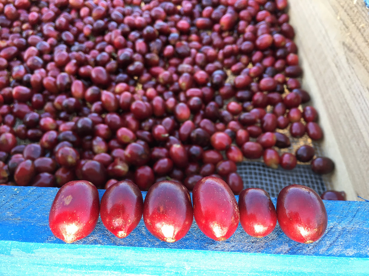 Nicaragua Brix Breaker