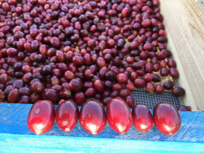Nicaragua Brix Breaker