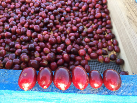 Nicaragua Brix Breaker