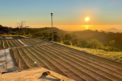 Mexico Peaberry
