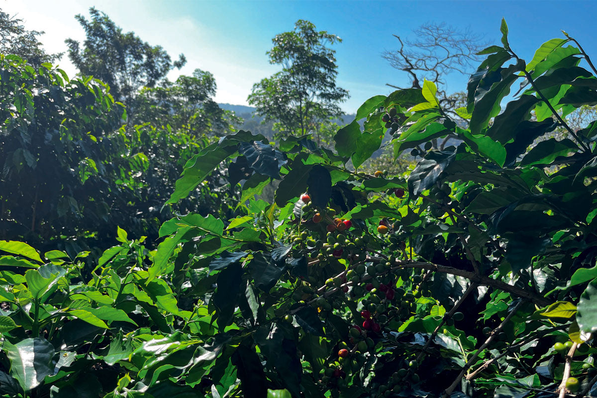 Mexico Rancho Francisco