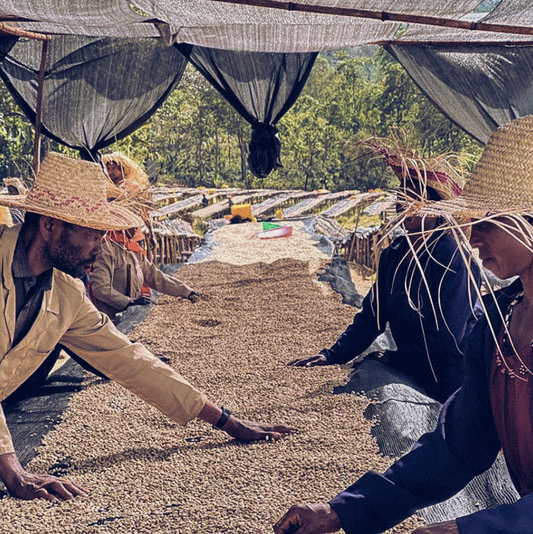 People sorting coffee beans under a canopy